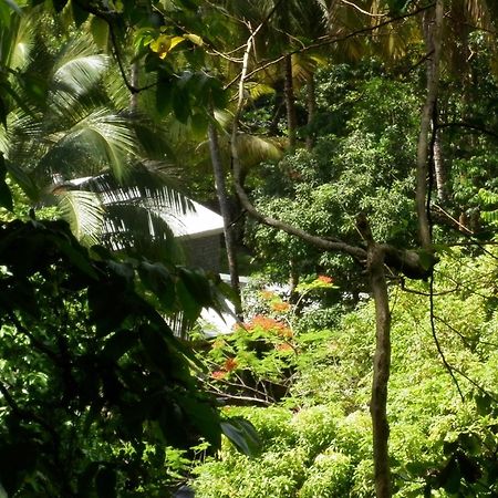 Villa Citrus Creek Plantation La Plaine Esterno foto