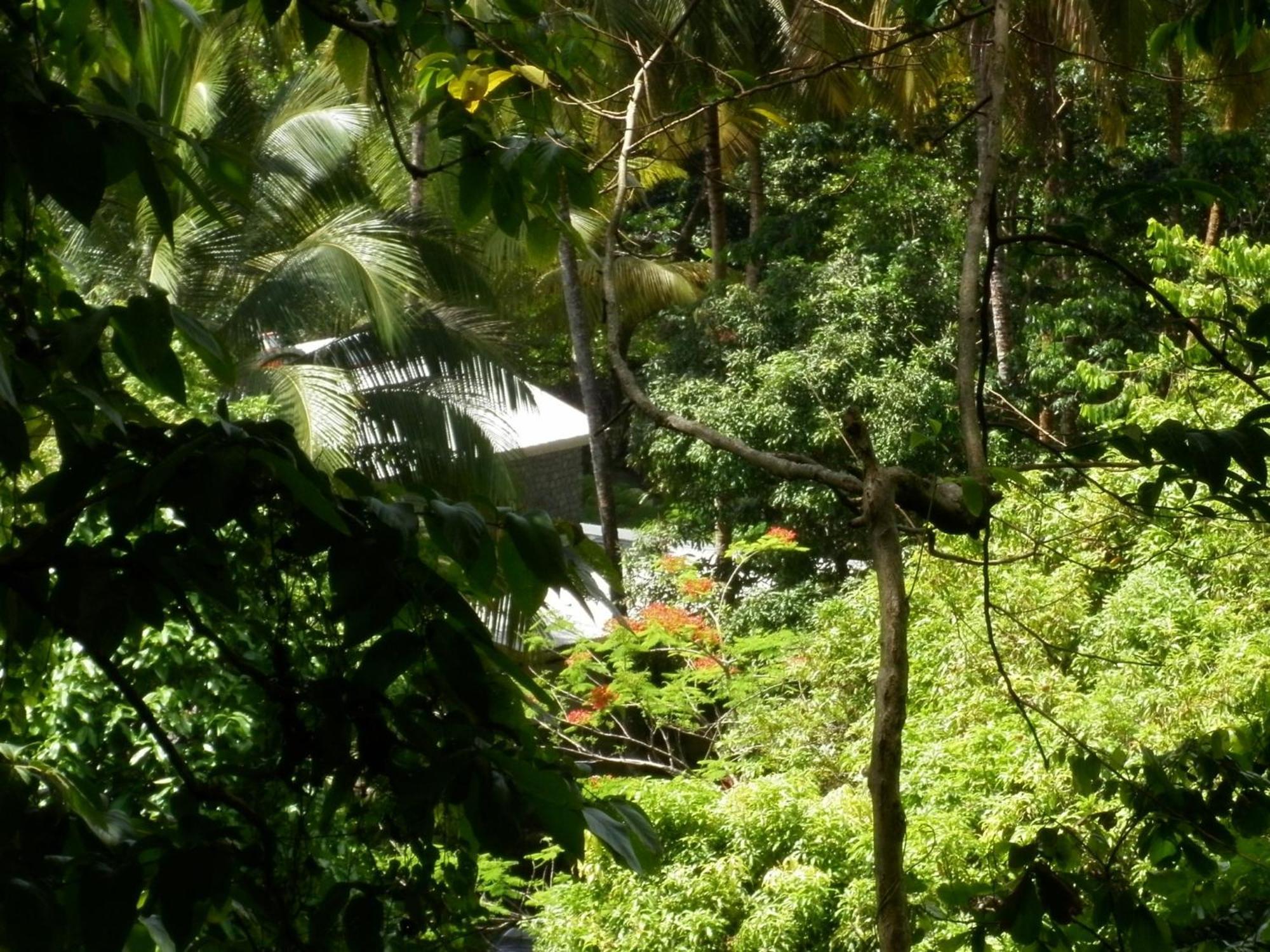 Villa Citrus Creek Plantation La Plaine Esterno foto